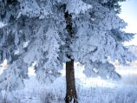 Ein Raureifmantel hüllt diesen Nadelbaum ein